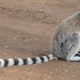 Image for article titled Is it really possible to de-evolve?